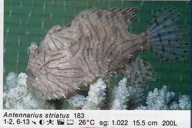 Antennarius striatus